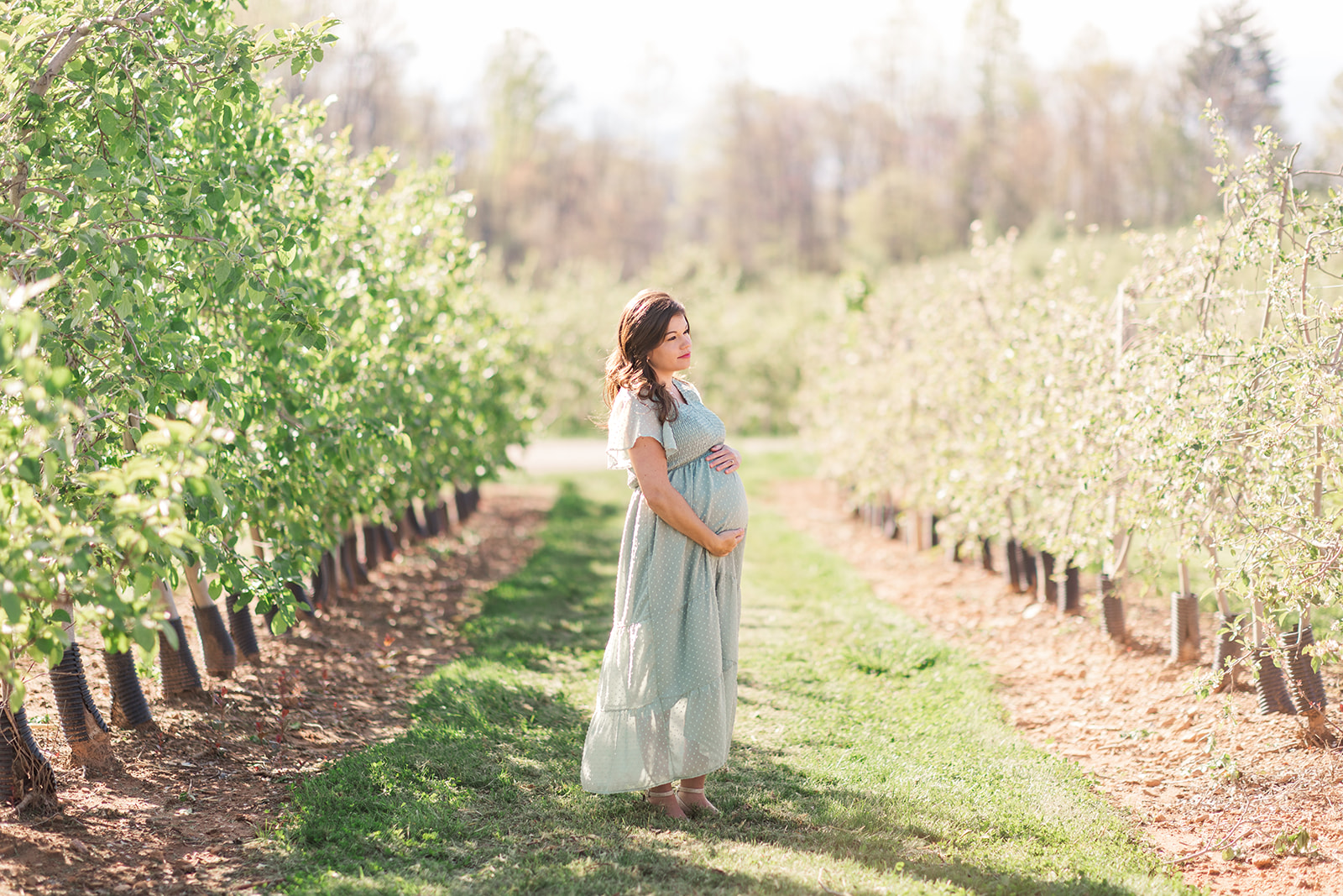 Spring maternity photo at Perry Lowe Orchards in full bloom