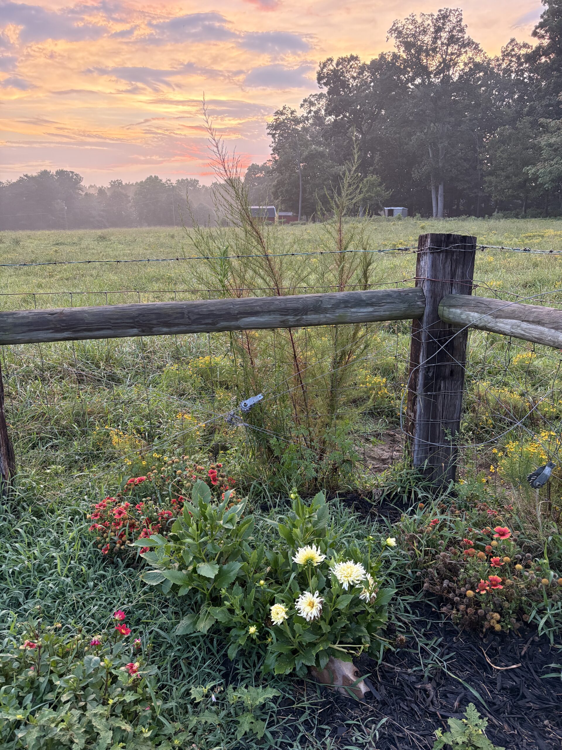 Garden of flowers at sunset in Statesville, NC after mom learns about faith after miscarriage.